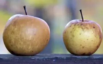 two apples on a board
