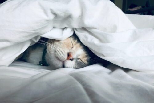 a cat sleeps in bed