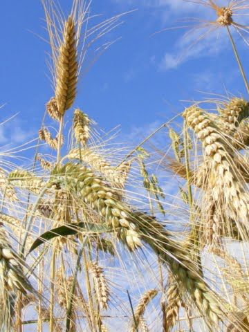 wheat field